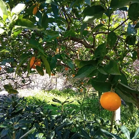 Il Mulino